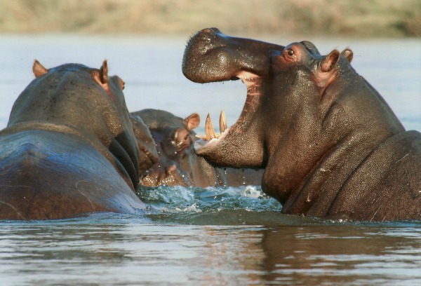 Hippos are known for their territorial behavior and aggressive displays.